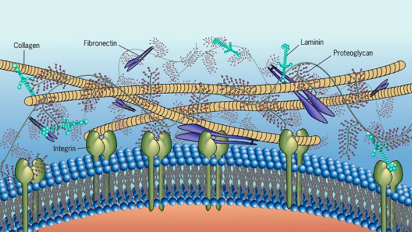 Decellularized Extracellular Matrix